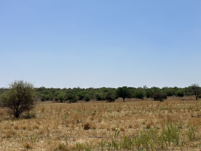 Area rehabilitated by Tharisa